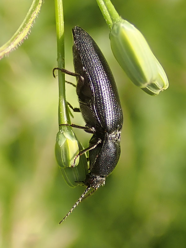 Elateridae: Melanotus punctolineatus? S (cfr.), femmina.